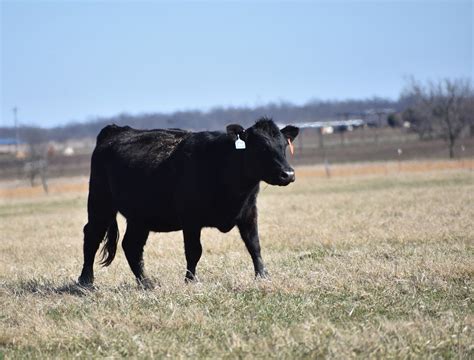 Wagyu Replacement or Feeder Heifers. . Young cattle for sale craigslist